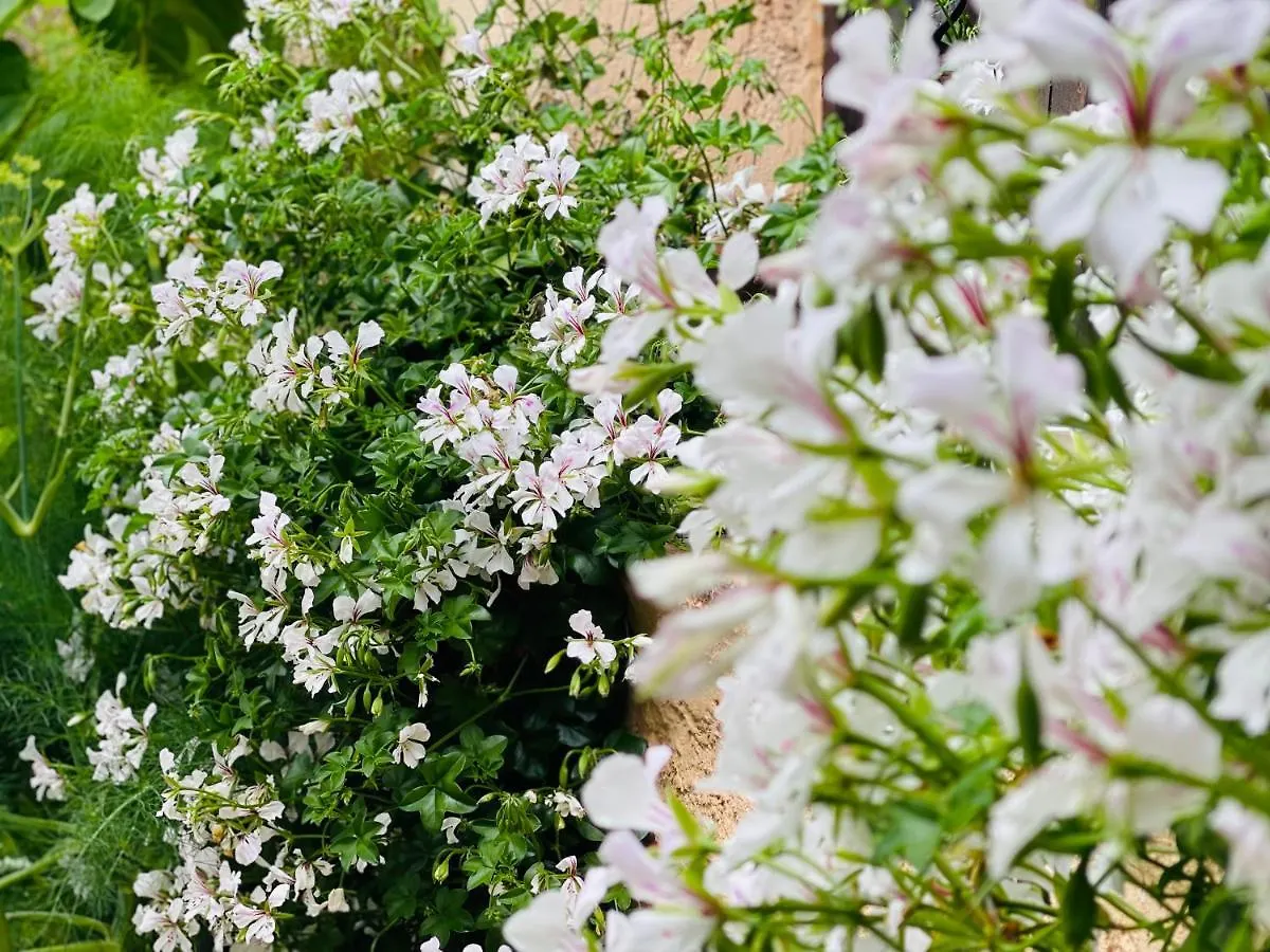 Abeille Bed and Breakfast Vence 0*,